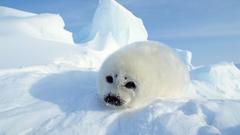 Snow Seals baby animals