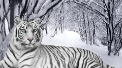 Snow Siberian tiger