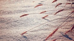 Snow spikelets