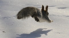 Snow squirrels
