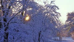 Snow sun Trees winter