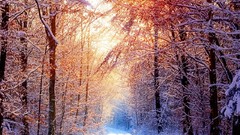 Snow sunlight forests snow landscapes