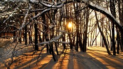 snow sunlight Trees sun winter branch nature landscape
