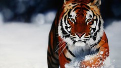 Snow Tigers