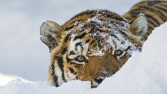 Snow Tigers