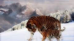 Snow Tigers