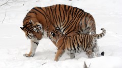 Snow Tigers baby animals