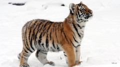 Snow Tigers cubs