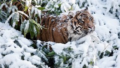 Snow Tigers feline