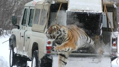 Snow Tigers trucks jumping