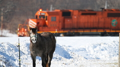 Snow trains Horses Animals