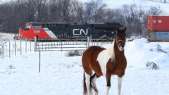 Snow trains Horses Animals