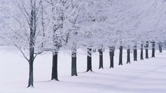 Snow Trees