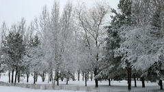 Snow Trees