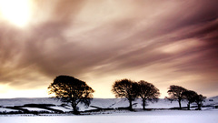 Snow Trees