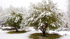 Snow Trees