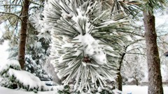Snow Trees