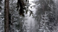 Snow Trees