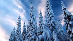 Snow Trees
