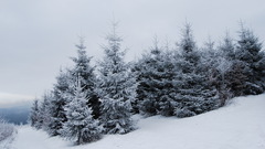 Snow Trees