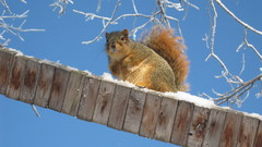 Snow Trees Animals outdoors