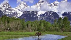 Snow Trees Animals rivers
