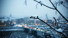 Snow Trees cityscapes Bridges
