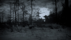 Snow Trees dark forests