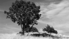 Snow Trees fog monochrome