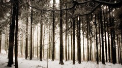 Snow Trees forests
