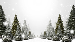 Snow Trees forests Landscapes