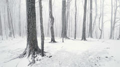 Snow Trees forests Tennessee