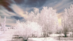 Snow Trees frost