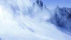 Snow Trees fur winter