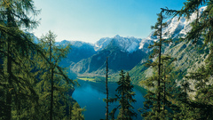 Snow Trees Mountains nature