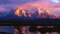 Snow Trees multicolor grass
