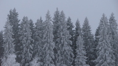Snow Trees nature