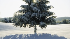 Snow Trees nature