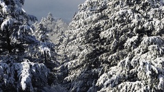 Snow Trees nature