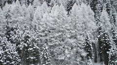 Snow Trees nature
