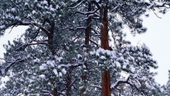 Snow Trees nature winter