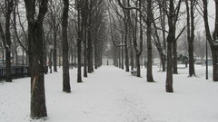 Snow Trees path nature