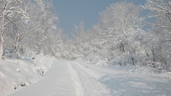 Snow Trees roads