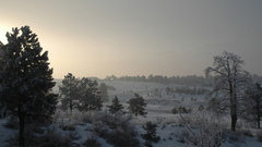 Snow Trees snow landscapes