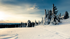 Snow Trees snow landscapes