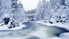 Snow Trees snow landscapes