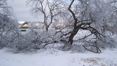 Snow Trees winter Landscapes