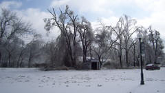 Snow Trees winter Landscapes