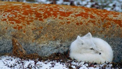 Snow white Animals outdoors