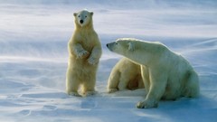 Snow white Arctic Polar Bears